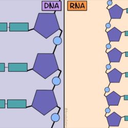 Dna vs rna amoeba sisters answer key