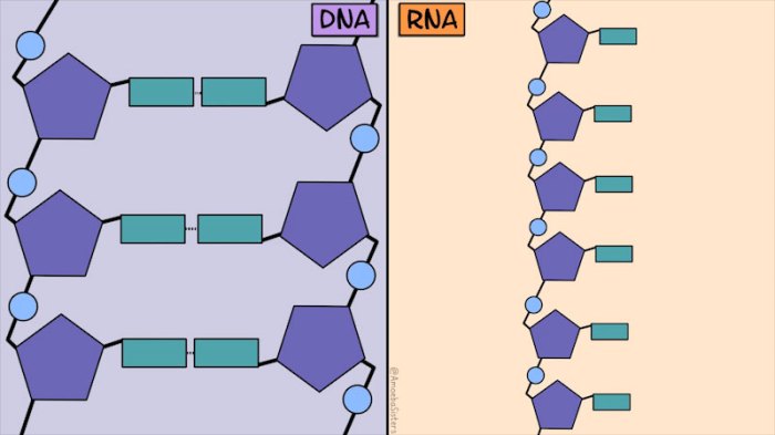 Dna vs rna amoeba sisters answer key