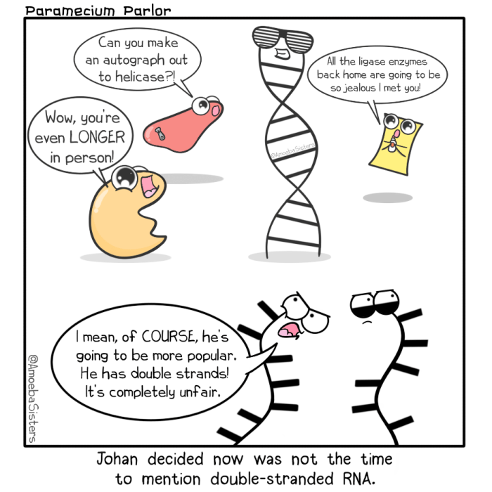 Dna vs rna amoeba sisters answer key