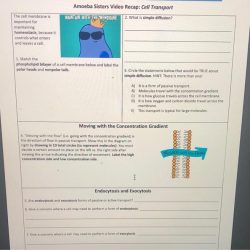 Amoeba sisters video recap of cell transport answer key