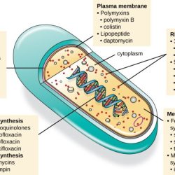 Match the antimicrobial agent to its mode of action