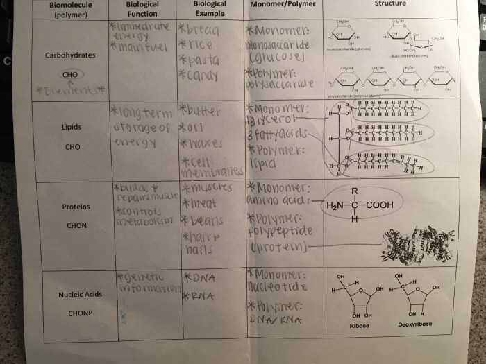 Amoeba sisters video recap of cell transport answer key