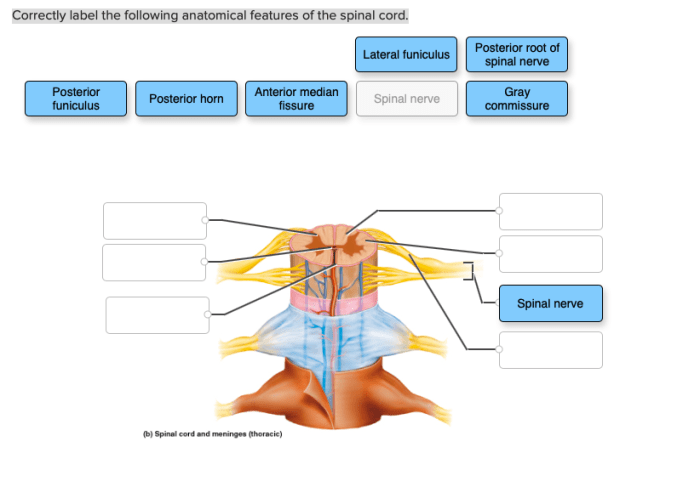 Correctly label the following anatomical features of the semicircular canals.