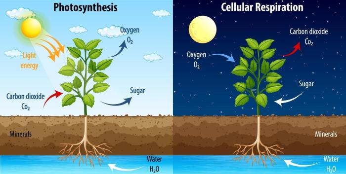 Photosynthesis vs cellular respiration worksheet