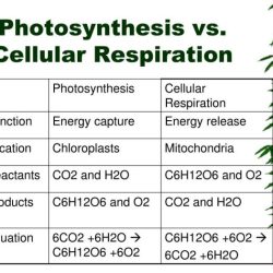 Photosynthesis vs cellular respiration worksheet