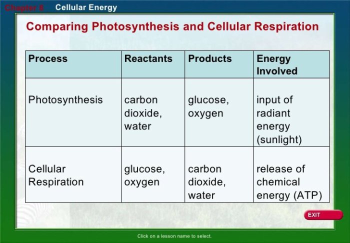 Photosynthesis vs cellular respiration worksheet